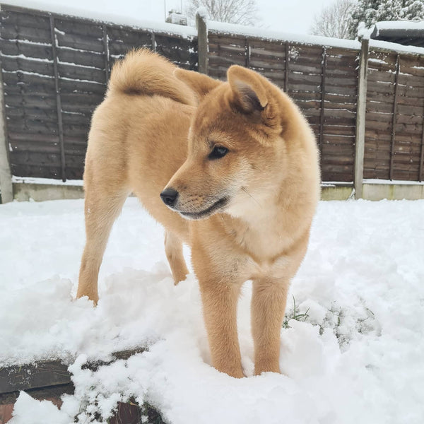 Snow Pup