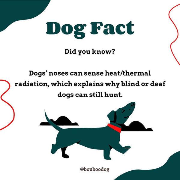 Interesting dog fact of the...