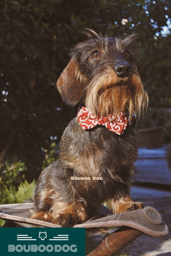 Apoli wearing the Wavy Bowtie and Collar