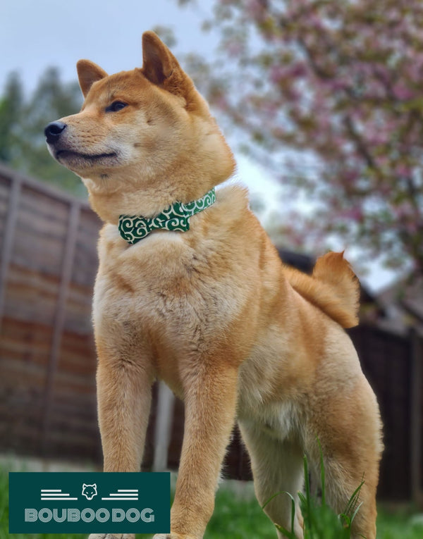 Kenshin wearing the Wavy Bowtie and Collar