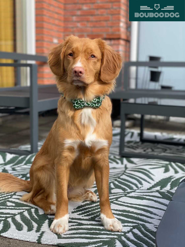 Elin wearing the Wavy Bowtie and collar