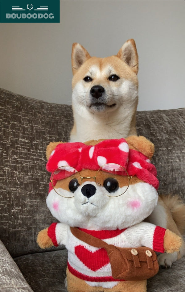 Jannes with Che from the Shiba Bambinos