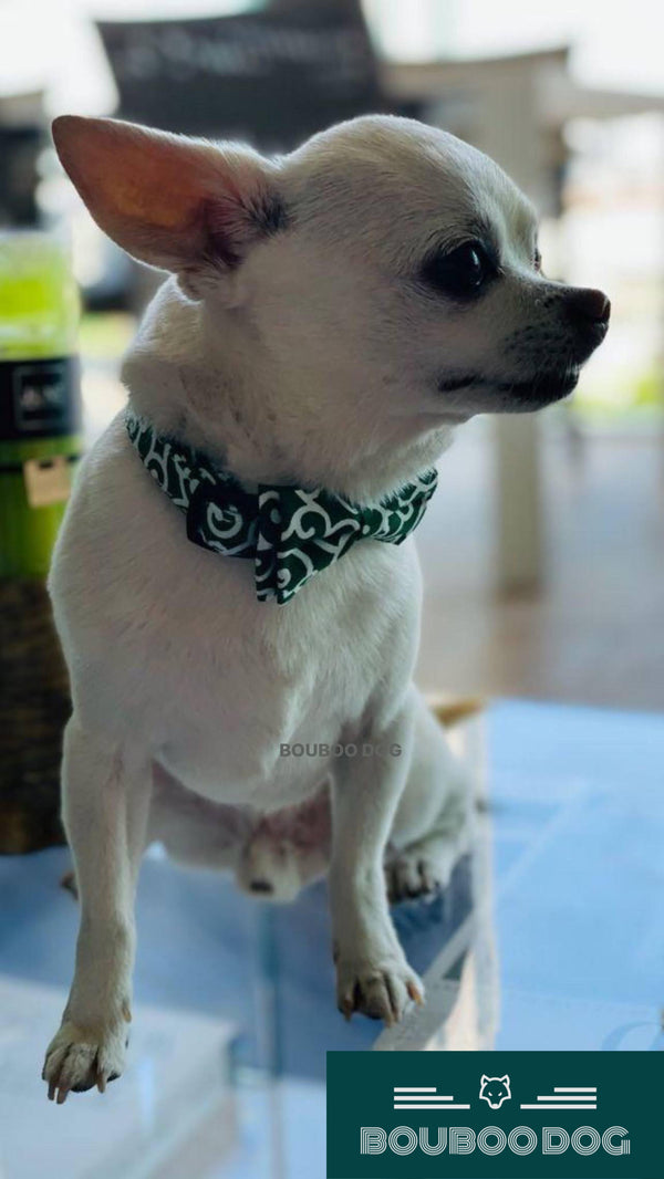 Francys wearing the wavy bowtie and collar