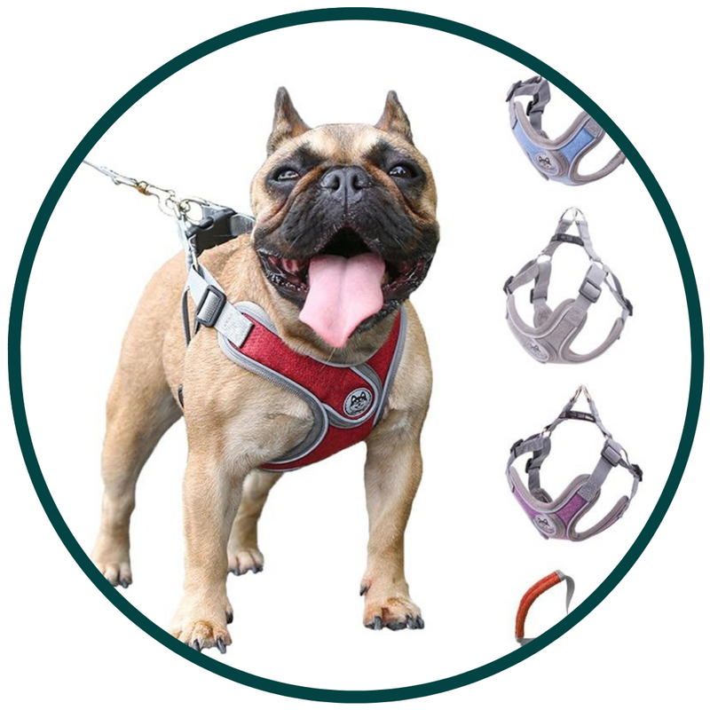 Pet Strap Harness and Traction Rope